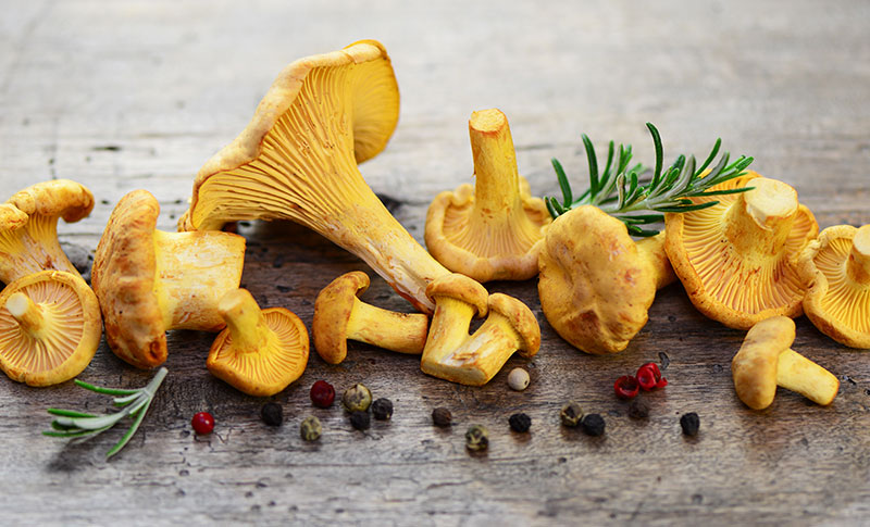 Viele Pfifferlinge mit Rosmarin und Gewürzen auf einem Untergrund aus Holz